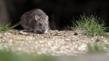 chubut: citan a psicologos por el terror al hantavirus