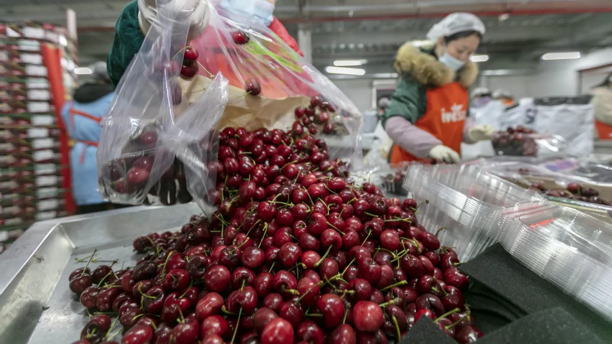Una temporada para el olvido. Las pérdidas para los exportadores chilenos suman los 1.600 millones de dólares.&nbsp;