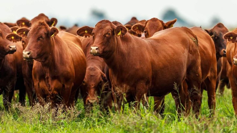 Por 60 días se mantienen la resolución del SENASA que impide el ingreso de carne con hueso a la Patagonia.