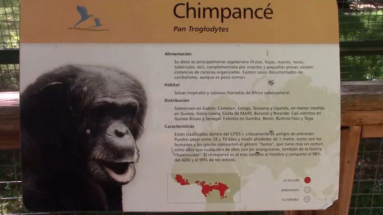 El amparo para mejorar condiciones de vida de un chimpancé