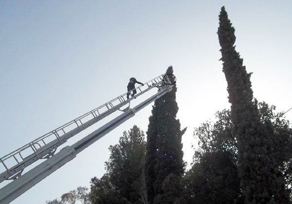 Bomberos de esta ciudad y Fernández Oro rescatan a un gato subido a un pino
