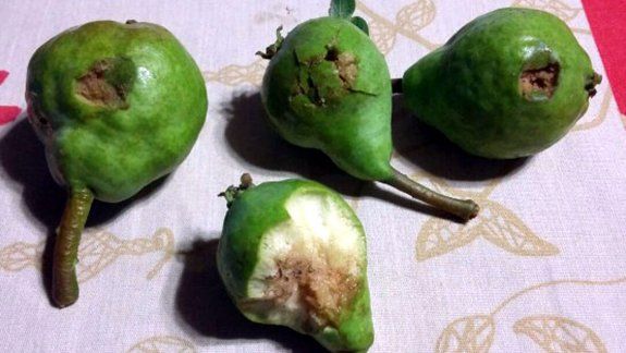 El seguro contra el granizo cierra la inscripción