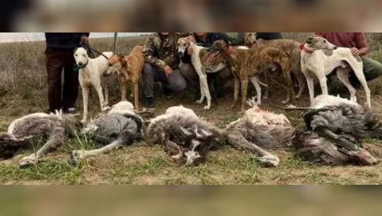 Publicaron fotos rodeados de choiques muertos y fueron denunciados