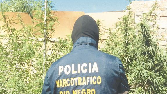 Otra plantación de cannabis detectada por Toxicomanías