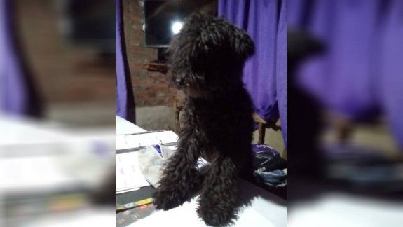 Denuncian a un bombero por matar a palazos a un caniche