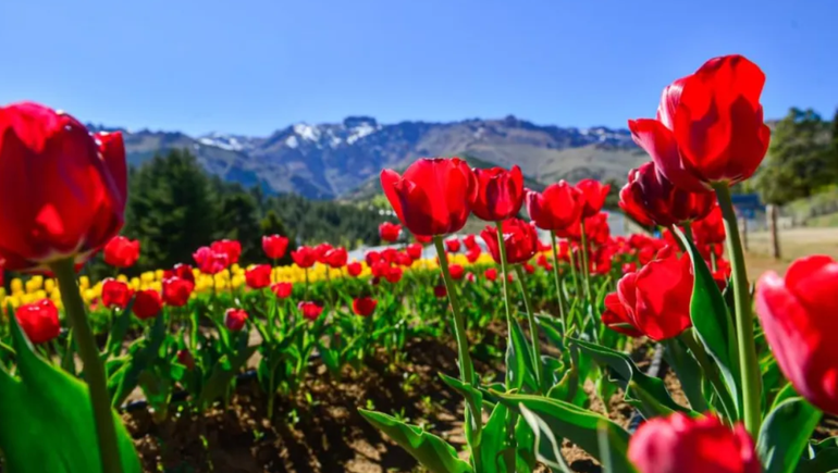 Un nuevo campo de tulipanes en la zona cómo atractivo turístico para conocer: dónde queda
