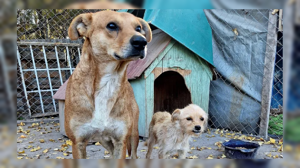 La deuda en las cuentas veterinarias asciende a $5.000.000.&nbsp;