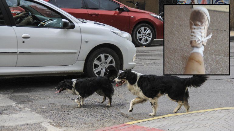 Una vecina denunció que dos perros la atacaron e hirieron en el Paseo de la Familia