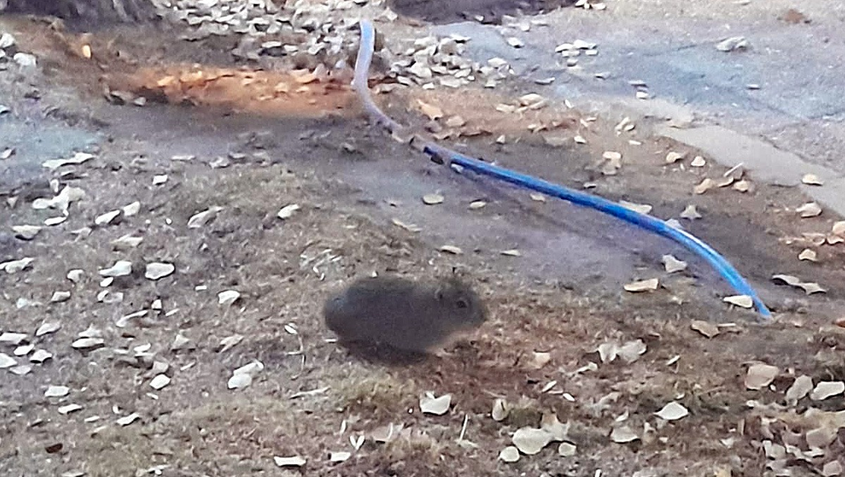 Uno de los cuises de la Alem que anda cosechando amigos en la zona.&nbsp;