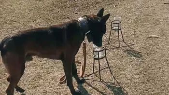 Perros detectores del INTA y AFINOA refuerzan el control contra el HLB en las rutas del NOA. Foto: INTA | LMCipolletti.com Perros detectores del INTA y AFINOA refuerzan el control contra el HLB en las rutas del NOA. Foto: INTA