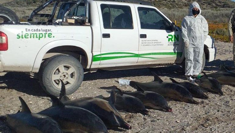 Hallaron a 15 delfines muertos en la costa de San Antonio 