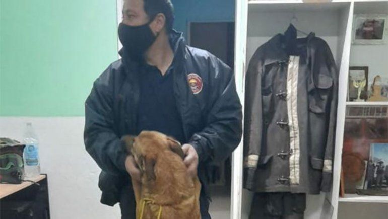 Apareció Roma, la perra cipoleña experta en rastrillajes