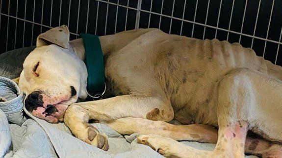 Rescataron a un perro que estaba a punto de morir de hambre