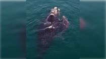 Postales rionegrinas que enamoran: una ballena y su cría fueron protagonistas en Las Grutas. Postales rionegrinas que enamoran: una ballena y su cría fueron protagonistas en Las Grutas.