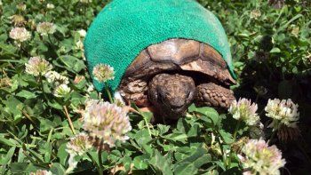 conoce a coco, la tortuga que fue rescatada del abandono
