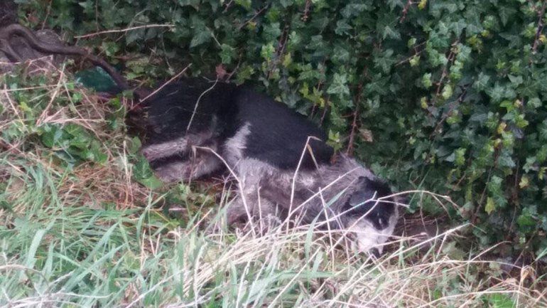 Mataron a un perro en Bariloche y el reclamo se extendió por todo el país