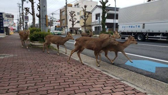 Mirá como los animales coparon las ciudades en la cuarentena