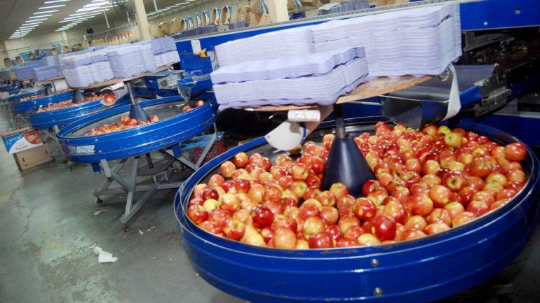 Crecen los rumores de cierre de varias empresas frutícolas en el valle.