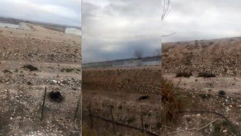 alarma por la mortandad de perros en la planta cloacal de roca alarma por la mortandad de perros en la planta cloacal de roca