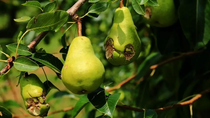Los daños por el granizo afectan todos los años un piso del 10% de la producción frutícola del Valle.
