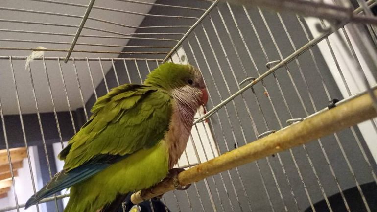 Pepe, un Loro en recuperación. Pepe, un Loro en recuperación.