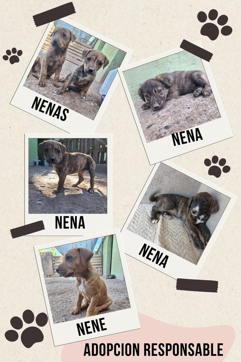En la Fundación hay perros cachorros y con más años de edad que esperan ser adoptados de forma responsable.