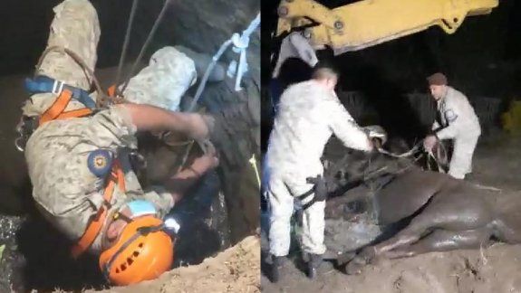 Dina Huapi: rescataron a un caballo que cayó a un pozo ciego