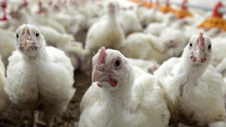 Los ladrones habían entrado al criadero a robar pollos