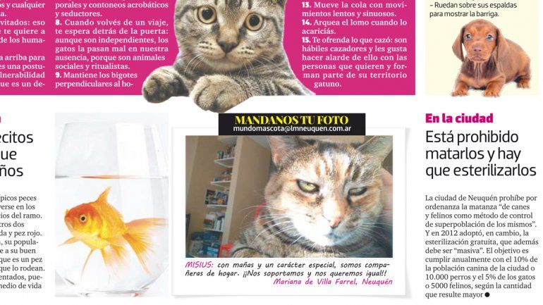 Mandanos la foto de tu mascota a mundomascota@lmneuquen.com.ar.