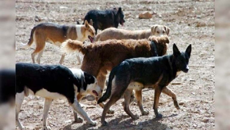 El drama de la joven salvajemente atacada por 12 perros continúa