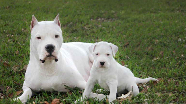 Los perros de raza son un botín cada vez más preciado por los delincuentes de la ciudad. Los robos reportados ocurren todas las semanas.&nbsp;