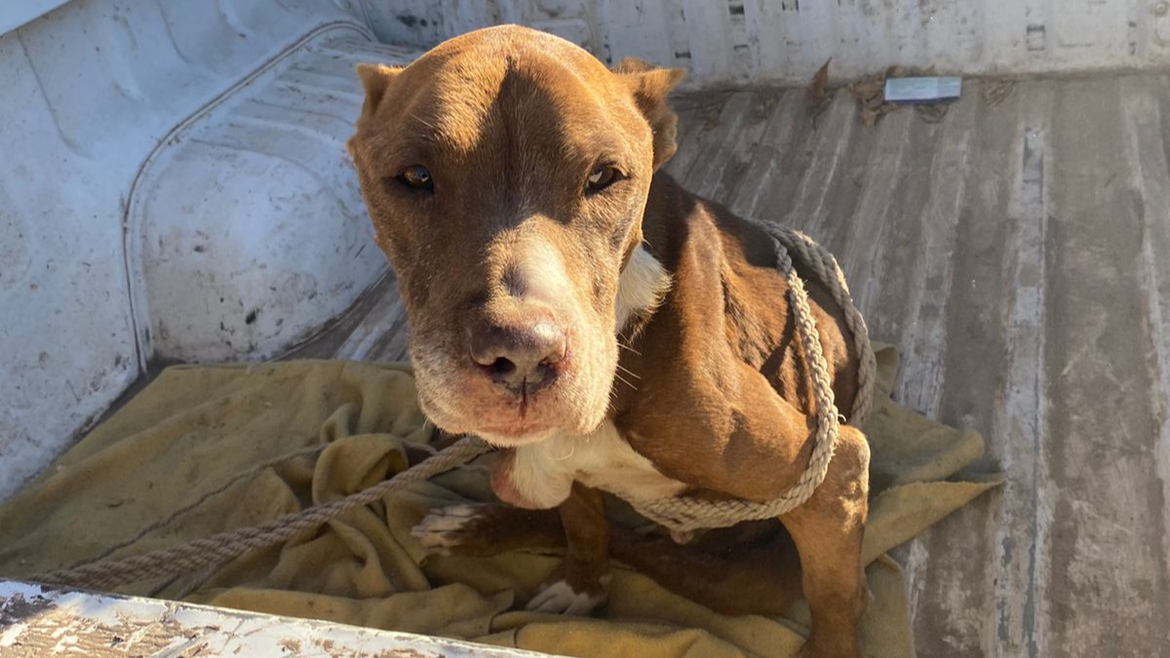 Una perra fue rescatada este viernes en Cipolletti, tras una denuncia por maltrato animal. | LMCipolletti.com Una perra fue rescatada este viernes en Cipolletti, tras una denuncia por maltrato animal.