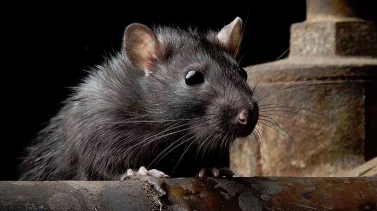 El apagón del finde largo lo provocó una rata