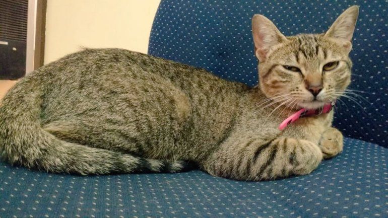 Conocé a Uma, la gatita callejera rescatada por policías de la Comisaría Cuarta