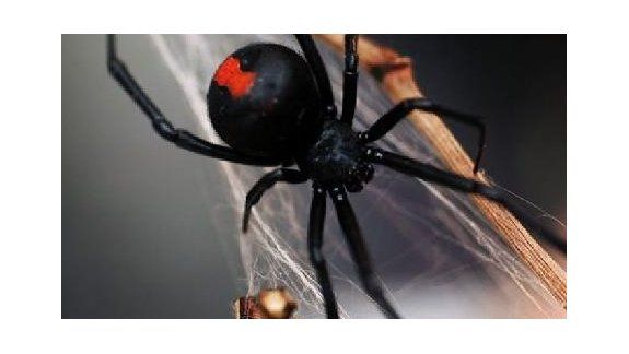 Elaboran antisueros para picaduras de animales ponzoñosos