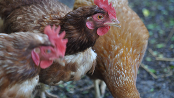 Lo detectaron en en la localidad de Cervantes, provincia de Río Negro. Foto: Senasa | LMCipolletti.com Lo detectaron en en la localidad de Cervantes, provincia de Río Negro. Foto: Senasa