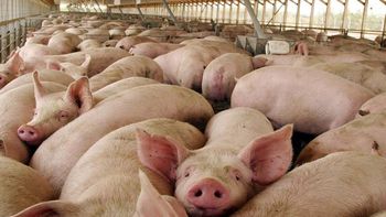 detectan el primer caso de gripe porcina en un humano