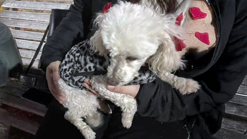La perrita pasó un momento estresante en la plaza del arroba pero se pudo reencontrar con sus dueños.