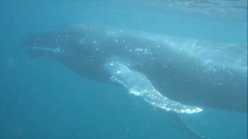 un buzo marisquero se cruzo con dos ballenas en las grutas un buzo marisquero se cruzo con dos ballenas en las grutas