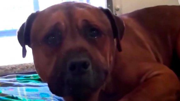 El video viral del perro que llora porque lo abandonaron