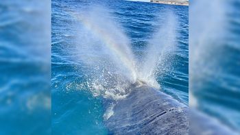 cambio climatico: las ballenas ayudan a combatirlo