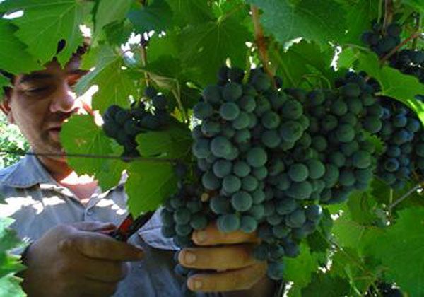 Se capacitará a pequeños y medianos productores del sector vitivinícola