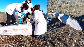 El hallazgo se dio durante la noche del viernes en el Puerto de San Antonio Este. Fotos: Gentileza.