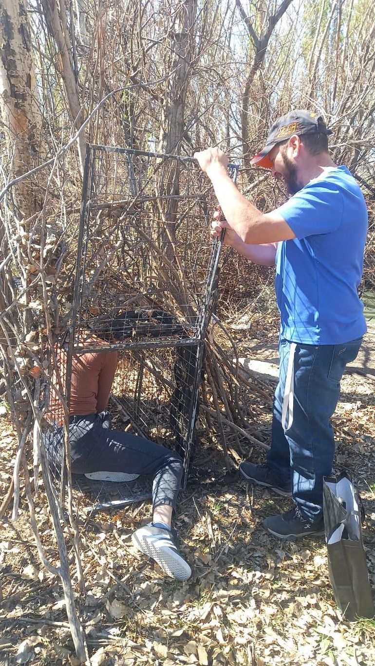 Los voluntarios utilizan las jaulas trampa con comida en su interior para rescatar animales hostiles y ariscos. 
