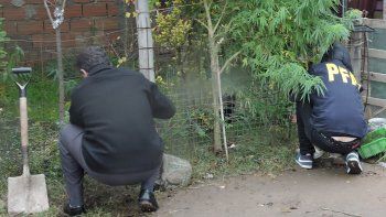 Plantó cannabis a la vista de todos porque dice que no tenía qué ocultar.