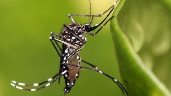 Río Negro refuerza la vigilancia de insectos vectores