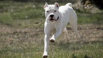 El motociclista de Choele Choel afirmó que el perro lo embistió en un ataque y cayó al suelo, sufriendo quebraduras en su brazo izquierdo. La Justicia le dio la razón, aunque el fallo puede ser apelado.