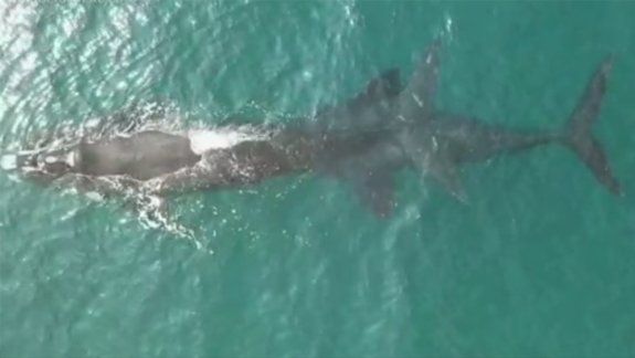 Mirá el romántico encuentro entre dos ballenas 