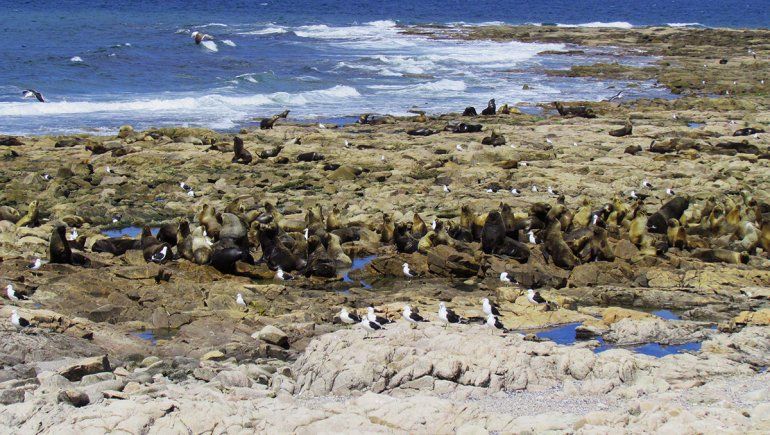 El parque nacional que se viene en Río Negro: así es Islote Lobos