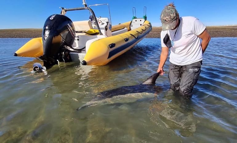 Rescataron a un delfín varado en Puerto San Antonio Este